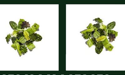 INTRODUCING SUPER-GREENS at Chipotle